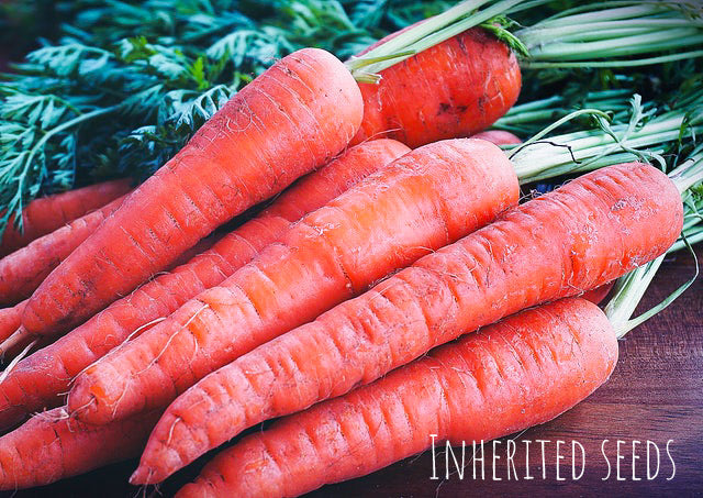 Carrot Sweet Red