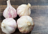 Music Hardneck Garlic