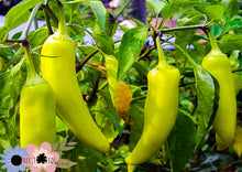 Load image into Gallery viewer, Chilli Sweet Banana Pepper
