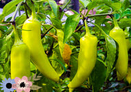 Chilli Sweet Banana Pepper