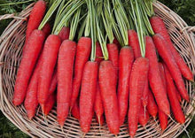 Load image into Gallery viewer, Carrot Sweet Red
