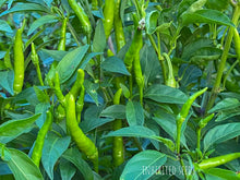 Load image into Gallery viewer, Chilli Thai Super
