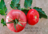Tomato Legendary Mortgage Lifter