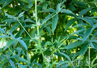 Gongura Green Stemmed / Thella Gongura