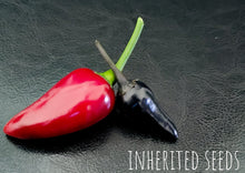 Load image into Gallery viewer, Chilli Black Hungarian Premium
