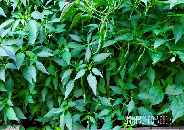 green chilli plant seeds Chilli Korean Dark Green 3 Pack (150+ seeds)