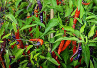 Chilli Buena Mulata Hot Pepper