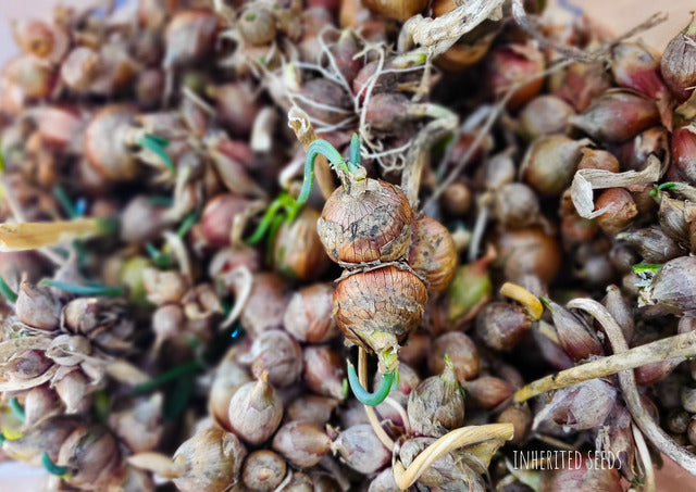 Egyptian Walking Onions