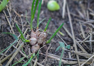 Egyptian Walking Onions - Topsets