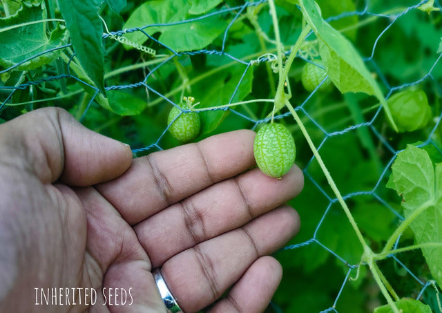 Cucamelon Mexican Sour Gherkin – Inherited Seeds