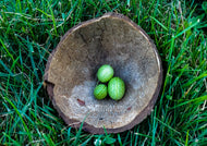 Cucamelon Mexican Sour Gherkin