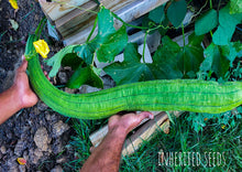 Load image into Gallery viewer, Luffa Indian Sponge Gourd
