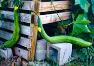 Luffa Indian Sponge Gourd