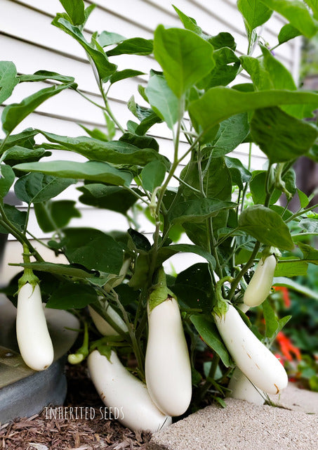 Eggplant Casper White Premium