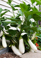 Eggplant Casper White
