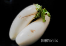 Load image into Gallery viewer, Eggplant Casper White Premium
