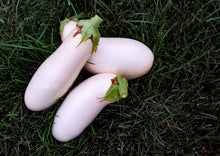 Load image into Gallery viewer, Eggplant Casper White Premium
