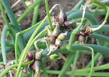 Load image into Gallery viewer, Egyptian Walking Onions

