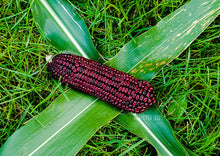 Load image into Gallery viewer, Corn Dent Bloody Butcher - Extremely Rare
