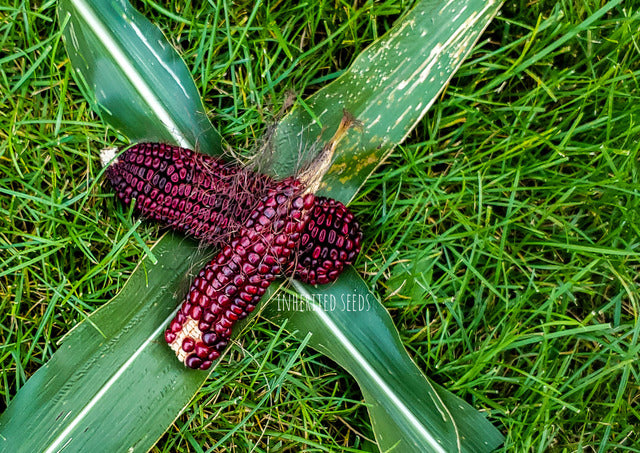Corn Dent Bloody Butcher - Extremely Rare