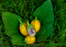 Load image into Gallery viewer, Eggplant Indian (Udumalaipet / Kateri / Gutti Vankaya)
