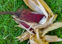 Load image into Gallery viewer, Corn Dent Bloody Butcher - Extremely Rare
