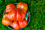 Tomato Italian Cuore Di Bue / Ox Heart