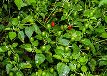 Load image into Gallery viewer, Chilli Wild Chiltepin Hot Pepper
