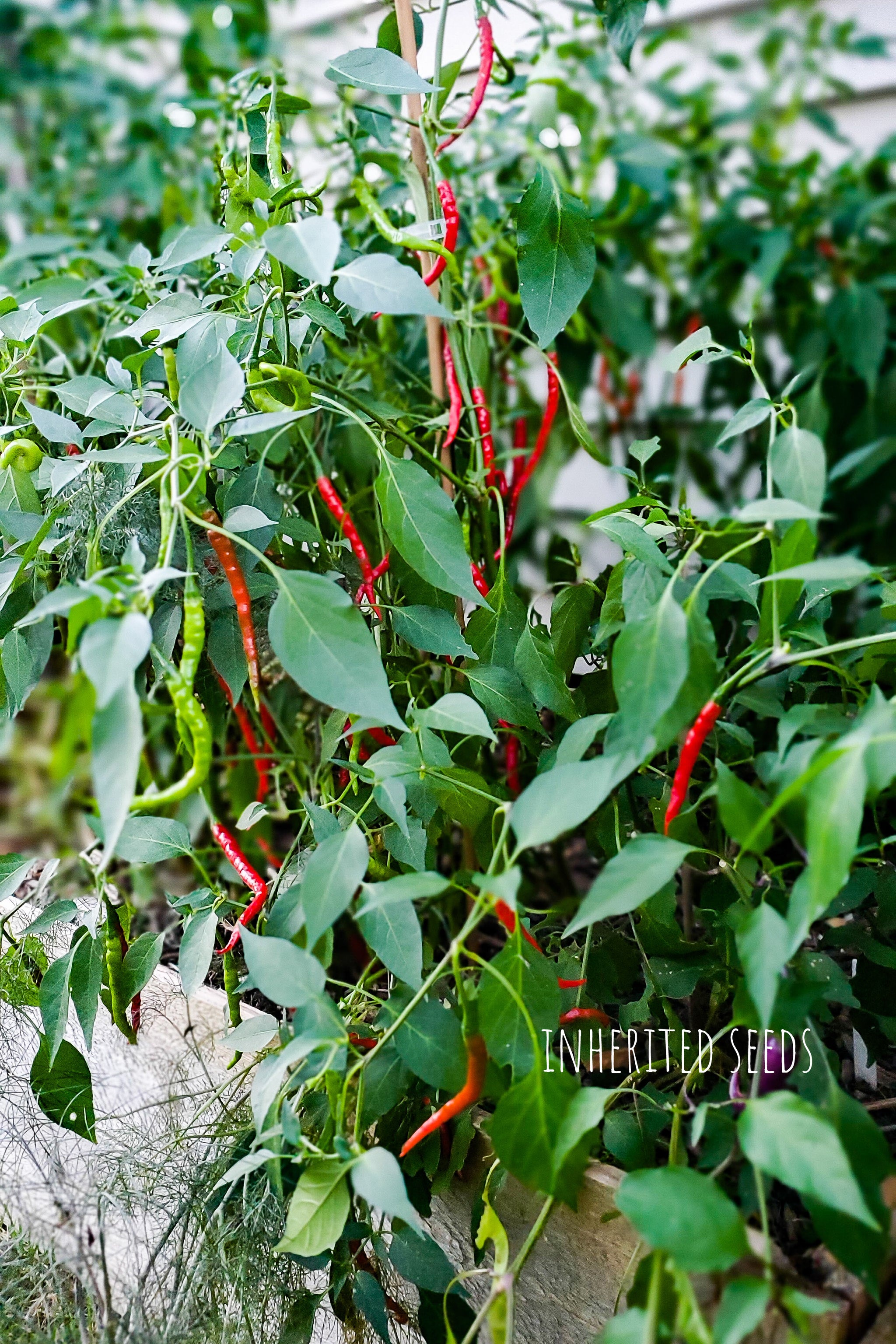 15 Seeds Chilli Indian Green Red Hot & Spicy Pepper Grown In Australia - Foto 8