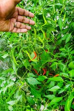 Load image into Gallery viewer, Chilli Andhra Hot Green Pepper
