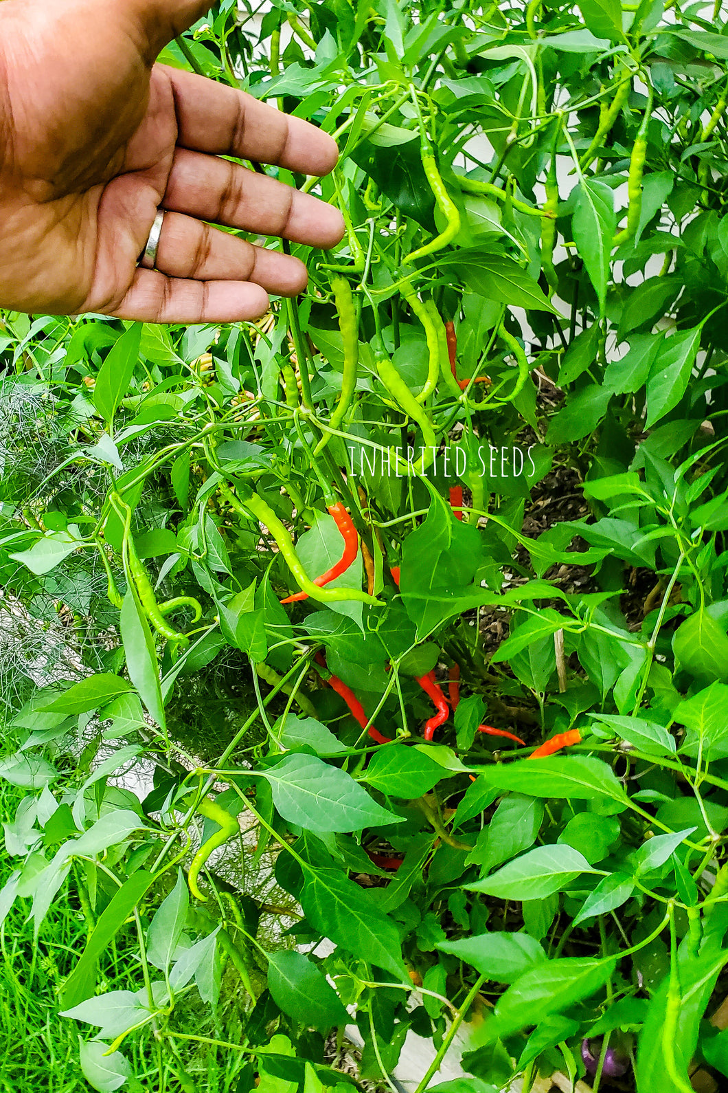 Chilli Andhra Hot Green Pepper