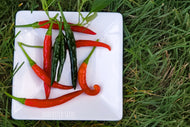 Chilli Korean Dark Green