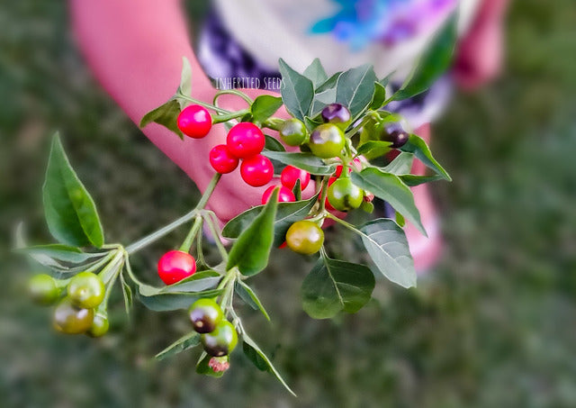Chilli Wild Chiltepin Hot Pepper – Inherited Seeds