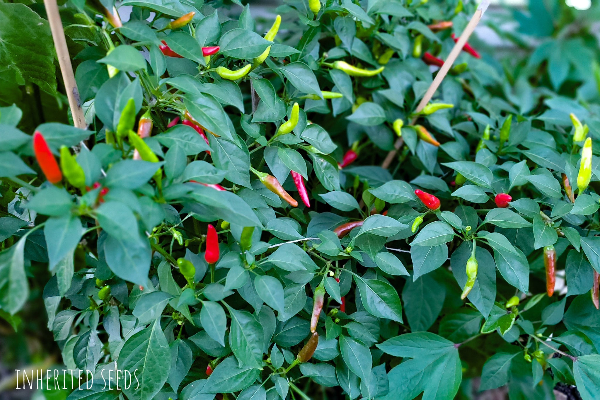 Chilli African Birdseye  Inherited Seeds