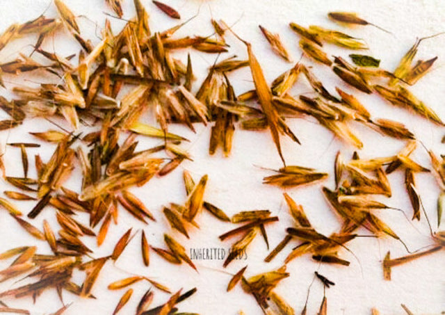 lemon grass plant seeds Lemon Grass