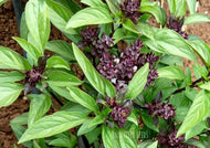 Basil Licorice