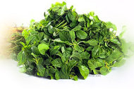 Amaranth Tropical / Siru Keerai
