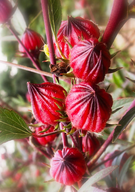 Gongura Roselle Red (Jamaican Sorrel / Florida Cranberry) 1 Pack (50+seeds)