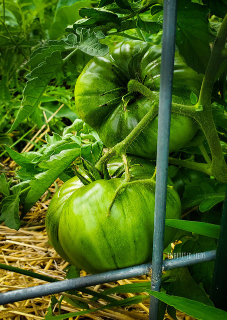 Tomato Cherokee Purple – Inherited Seeds