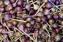 Load image into Gallery viewer, Spanish Roja Hardneck Garlic (Gormet) 1 LB
