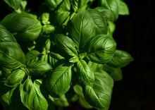 Load image into Gallery viewer, Basil Italian Large Leaf
