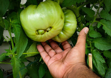 Load image into Gallery viewer, Tomato Beefsteak Large
