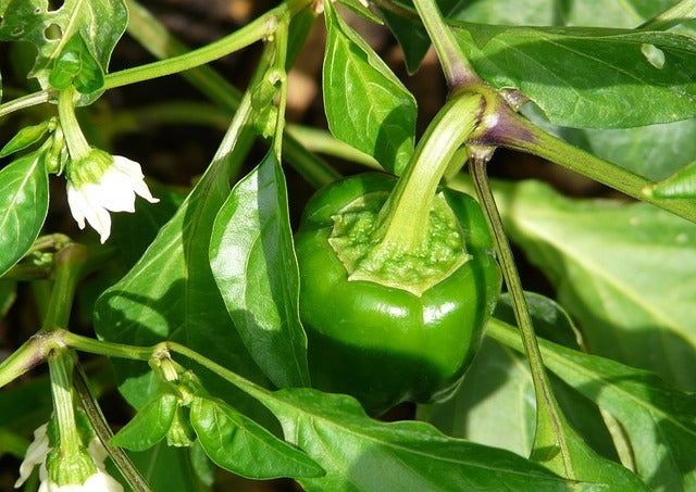 Bell Pepper California Wonder – Inherited Seeds