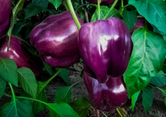 Bell Pepper Purple Beauty