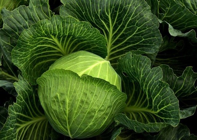 Cabbage Golden Acre Premium