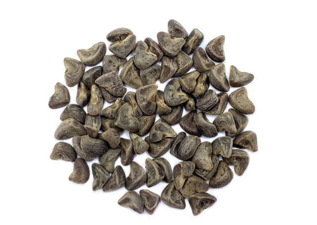 gongura plant seeds Gongura Roselle Red (Jamaican Sorrel / Florida Cranberry) 1 Pack (50+seeds)