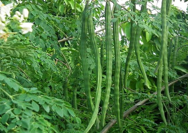 Moringa Indian Countryside (Moringa Oleifera / Drumstick) – Inherited Seeds