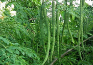 Moringa Indian type (Moringa Oleifera / Drumstick)