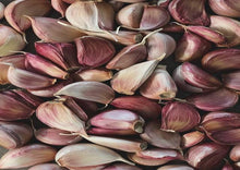 Load image into Gallery viewer, Music Hardneck Garlic
