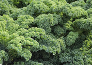 Kale Vates Blue Scotch Curled
